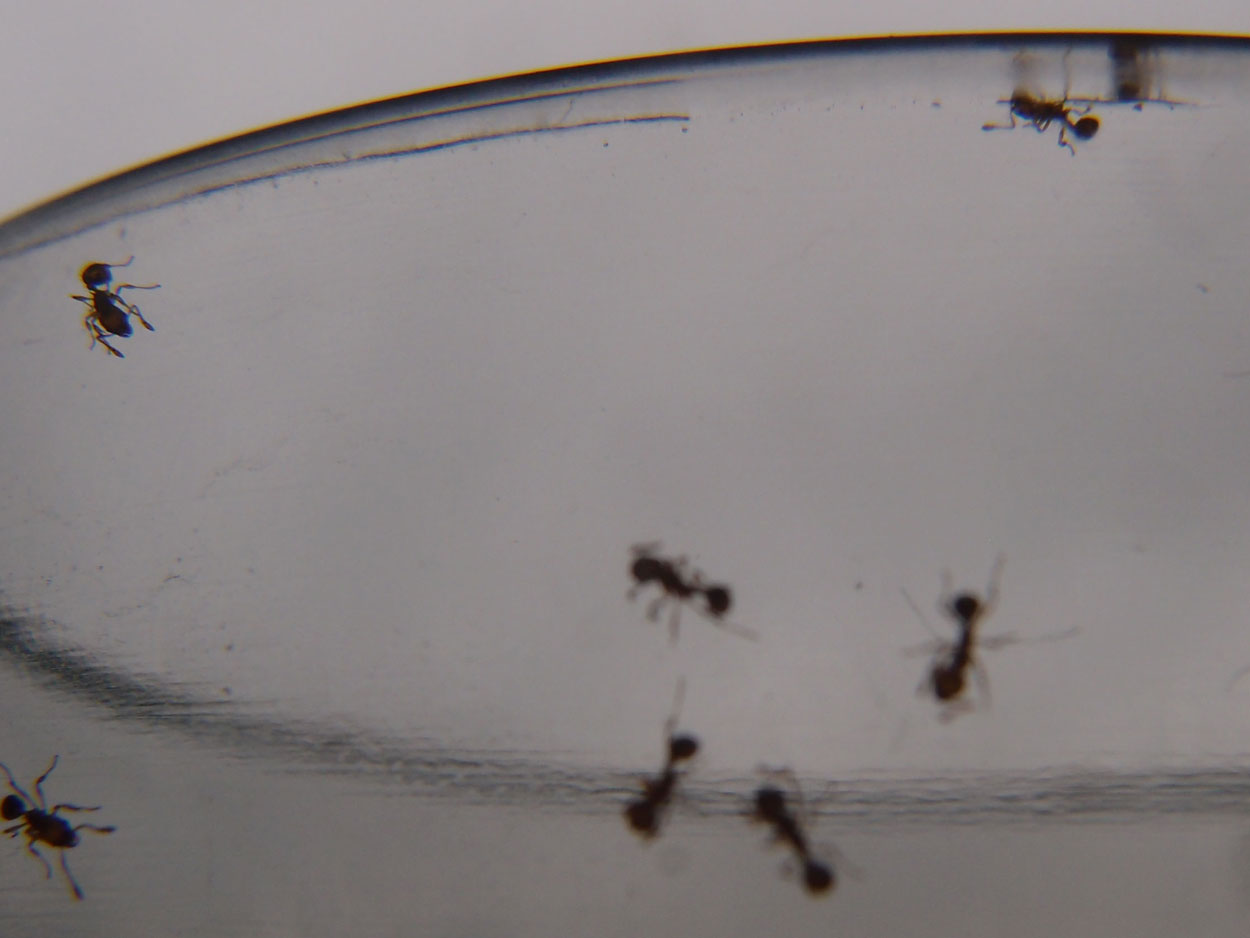 2016-01-22 Niteroi, Casa mais maravilhosa - Ameisen (Videos)